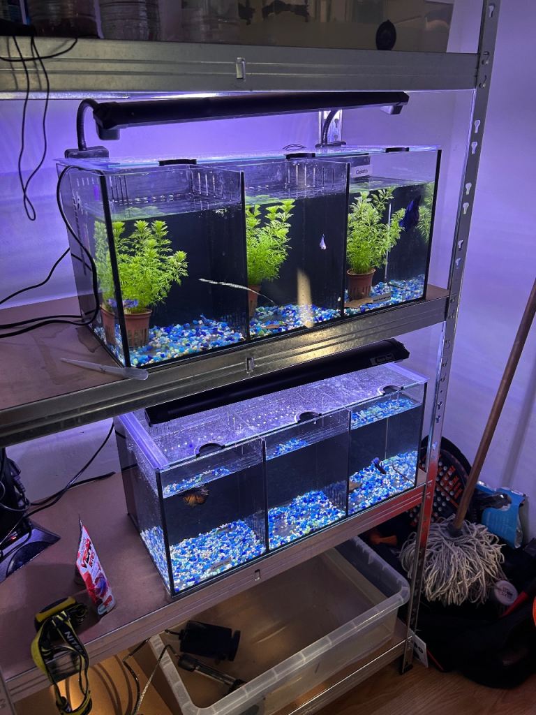 Ethical Betta Fish breeder 
