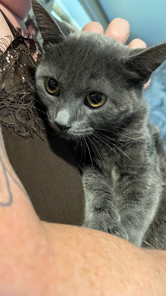 Sold - Kitten 10 Weeks Old Male 