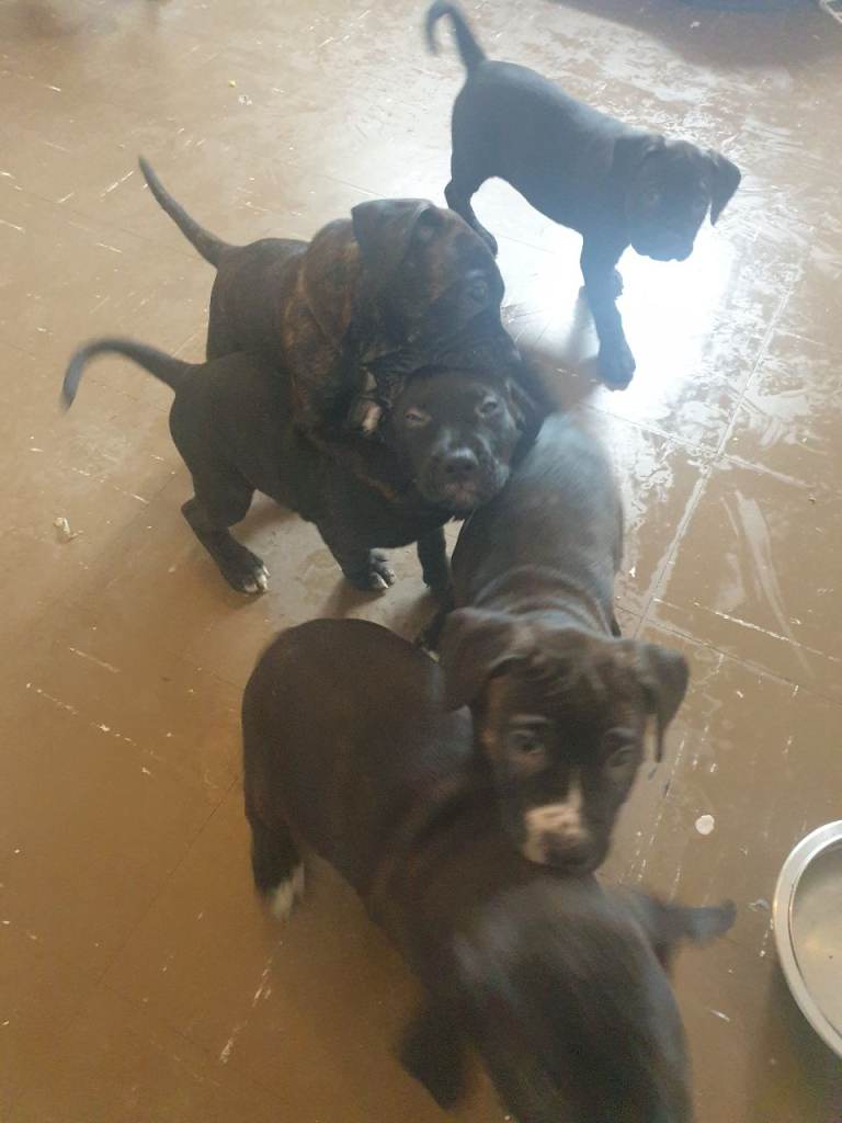 Staffordshire  puppys 