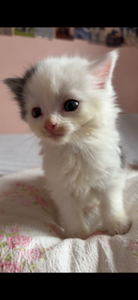 Long haired gray and white kitten for sale 