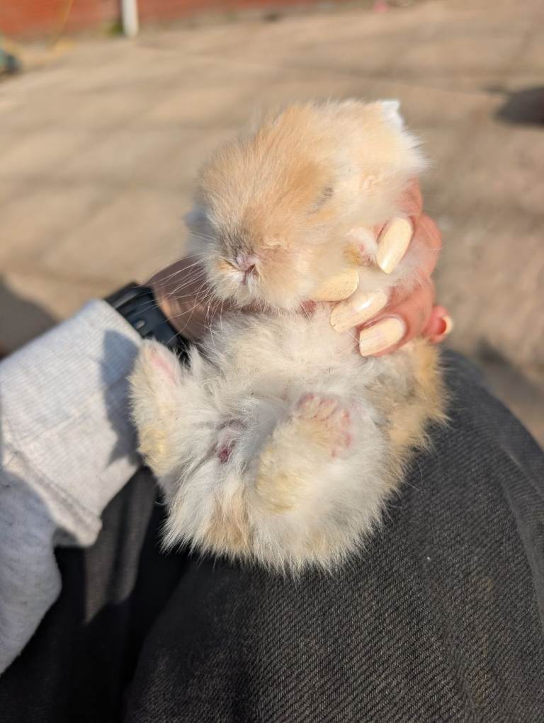 Baby Rabbit (Lionhead) - Sold subject to collection