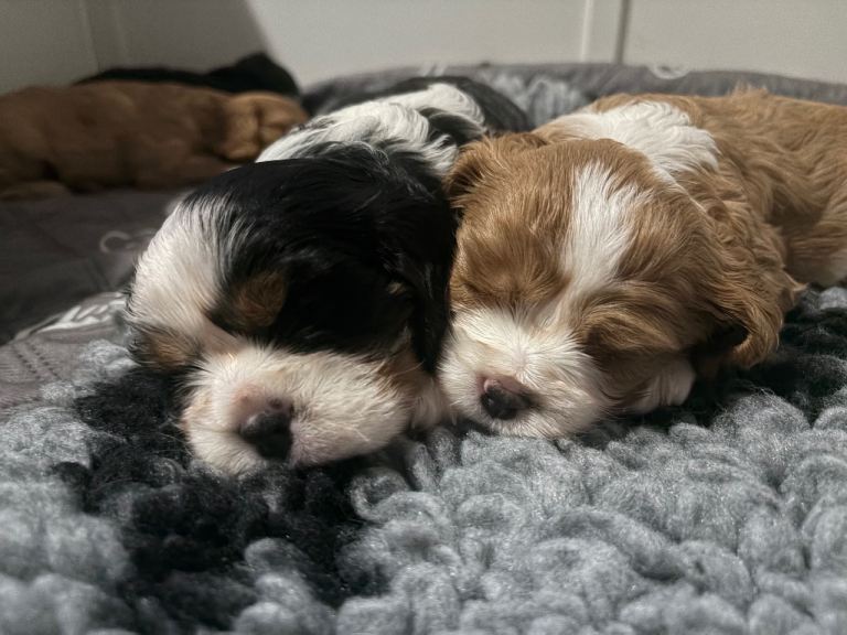 Beautiful cavalier king Charles spaniel puppies 