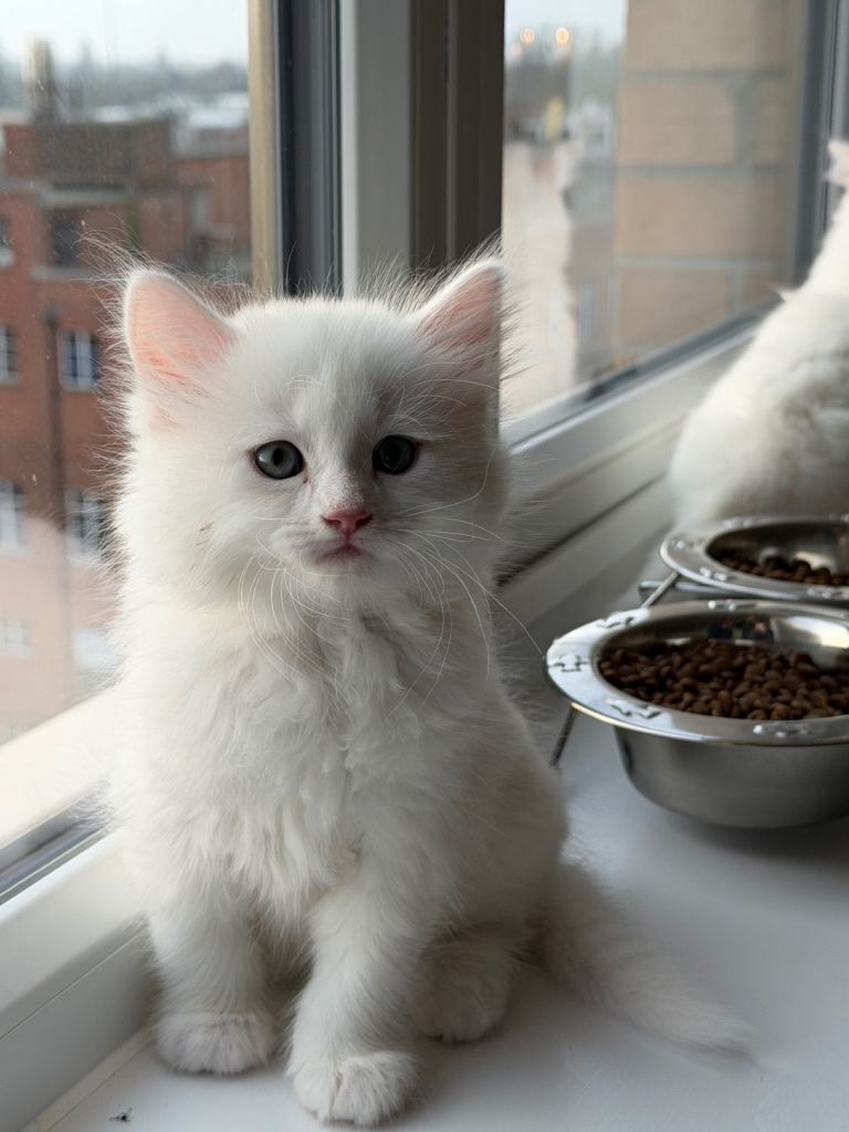 White Fluffy Ragdoll X British Short Hair kittens 