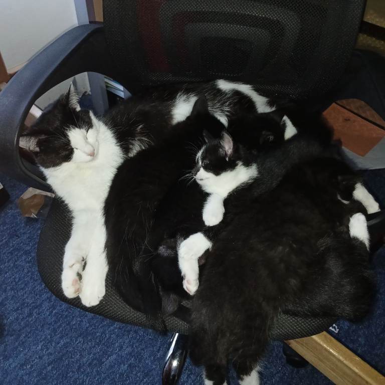 black and white kittens