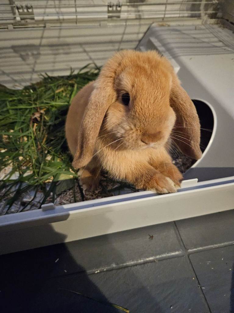 Mini Lop Bunny