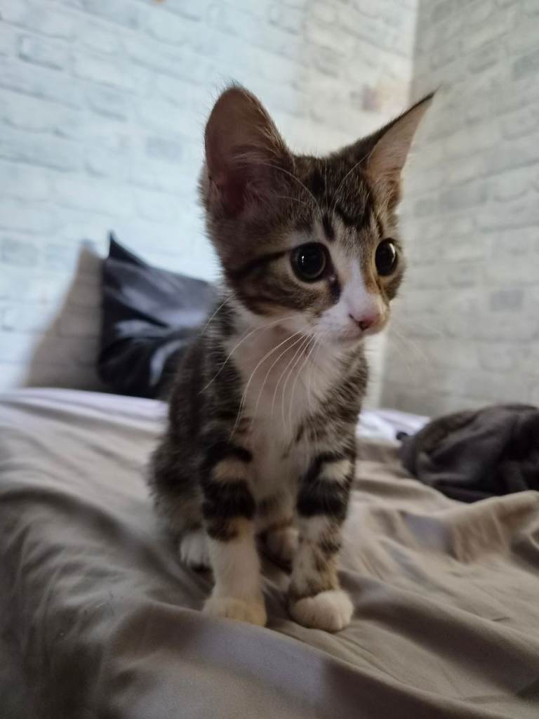 Friendly kitten urgently needs a home