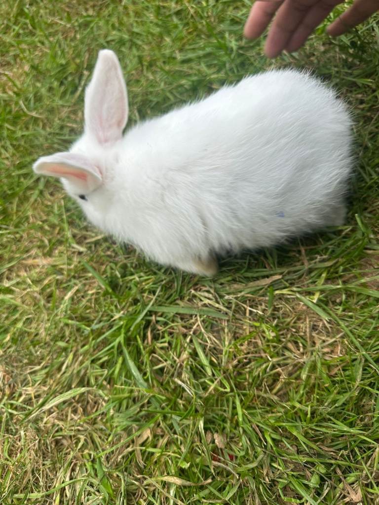 Baby bunnies 