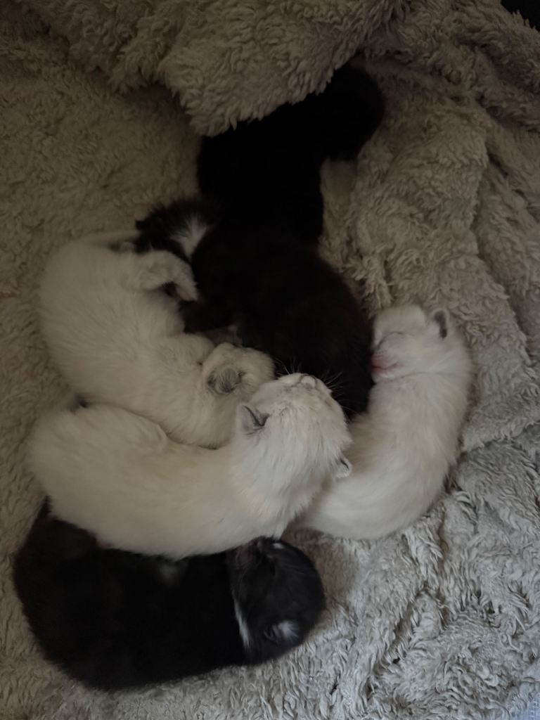 Ragdoll x domestic longhair