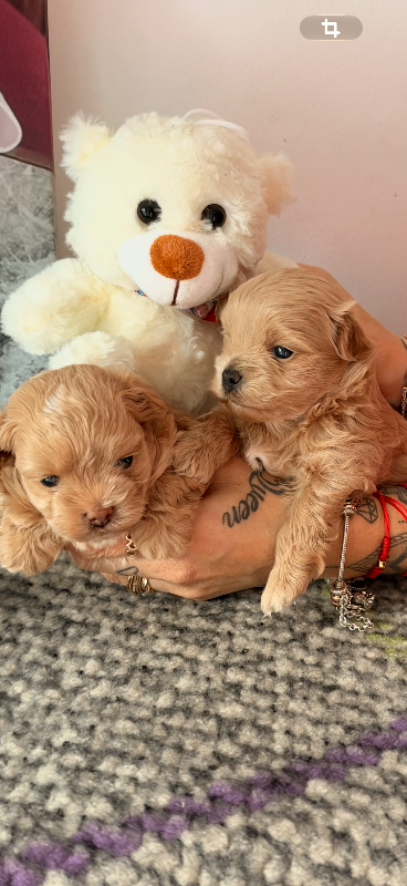 ✨ Exceptional MALTIPOO PUPPIES – LOVING HOMES ONLY ✨