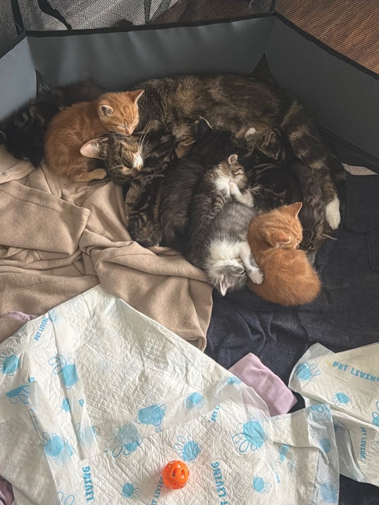 Kittens 
