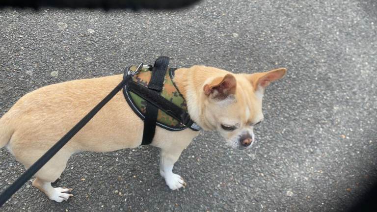 Boy chihuahua 