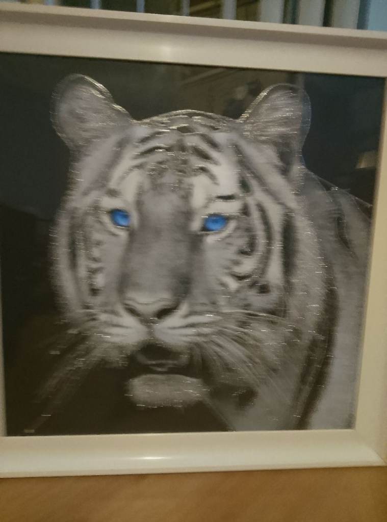 image for Glass portrait of a tiger in winter 