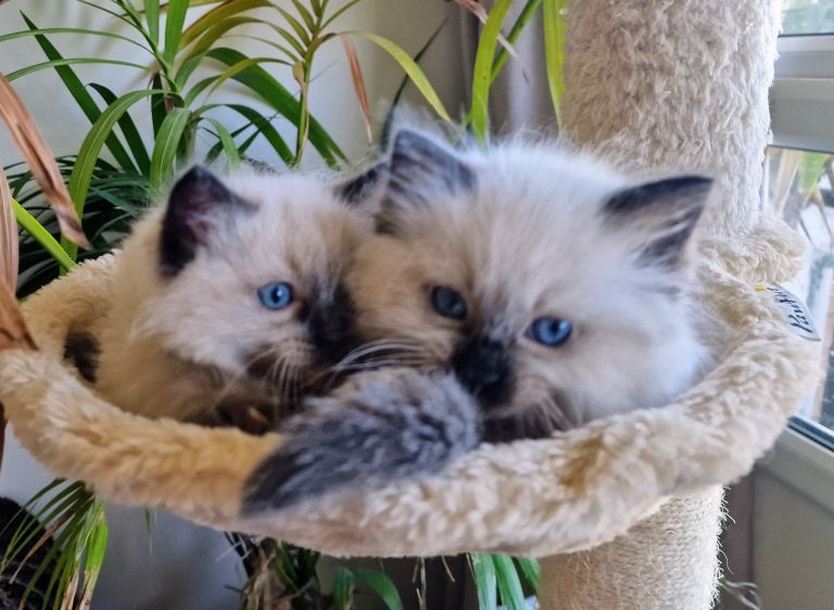 5 Gorgeous 1/2 Pedigree Ragdoll Kittens 