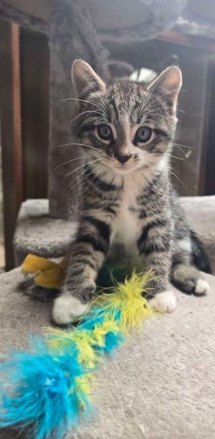 Kittens for Sale