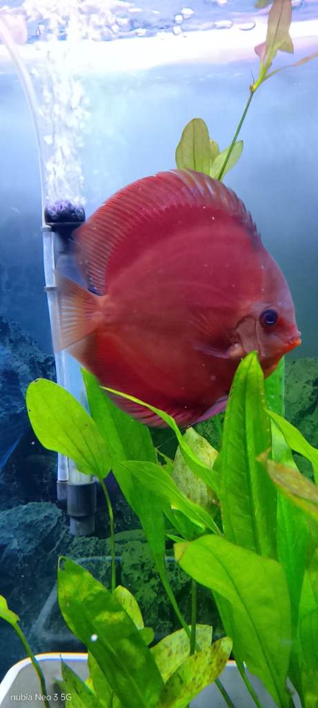 Big Discus fish