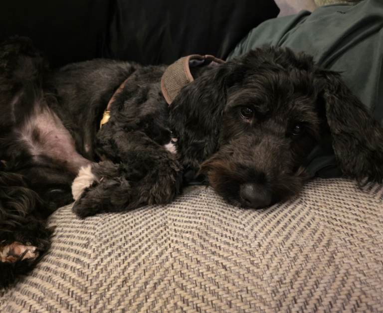 Cockapoo needs a new loving home 