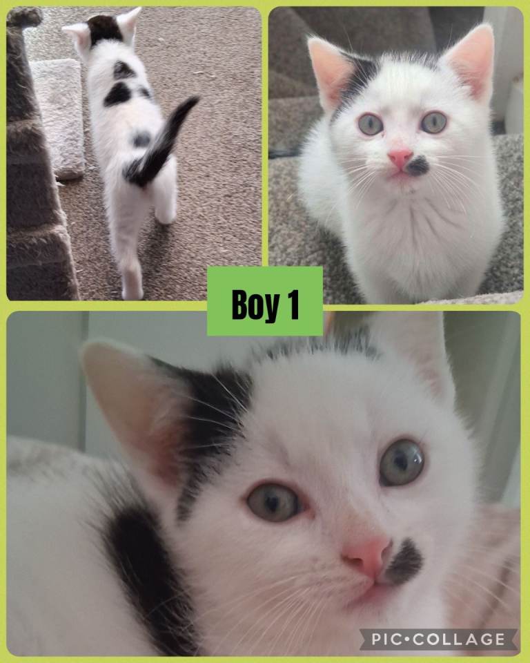 2 Beautiful Boy kittens left