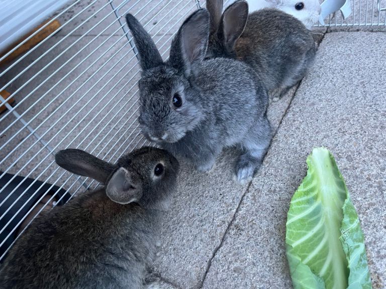 Baby bunnies UNSURE ON SEX