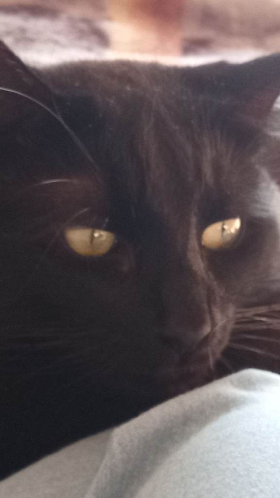 For sale maincoon cross simeze 17 months old to good home only £500