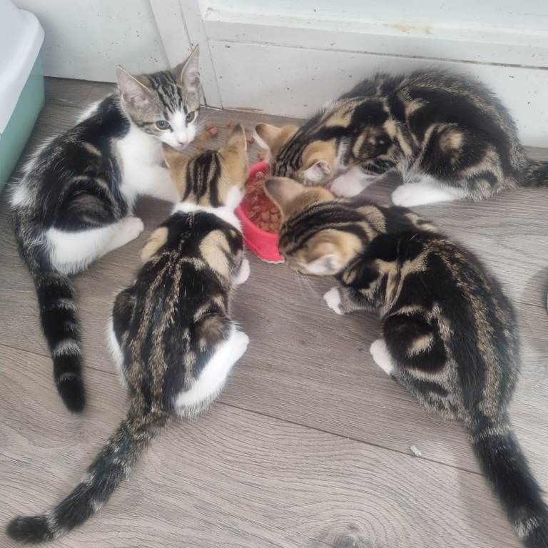 5 Kittens, 2 Sold