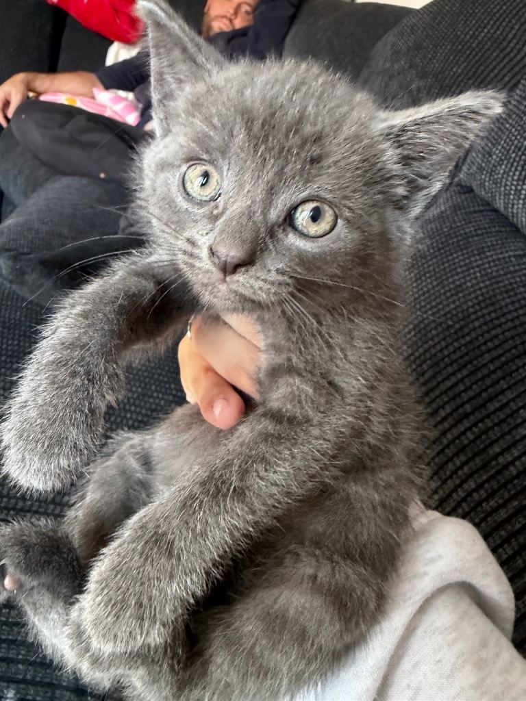 Grey and black kitten for sale 