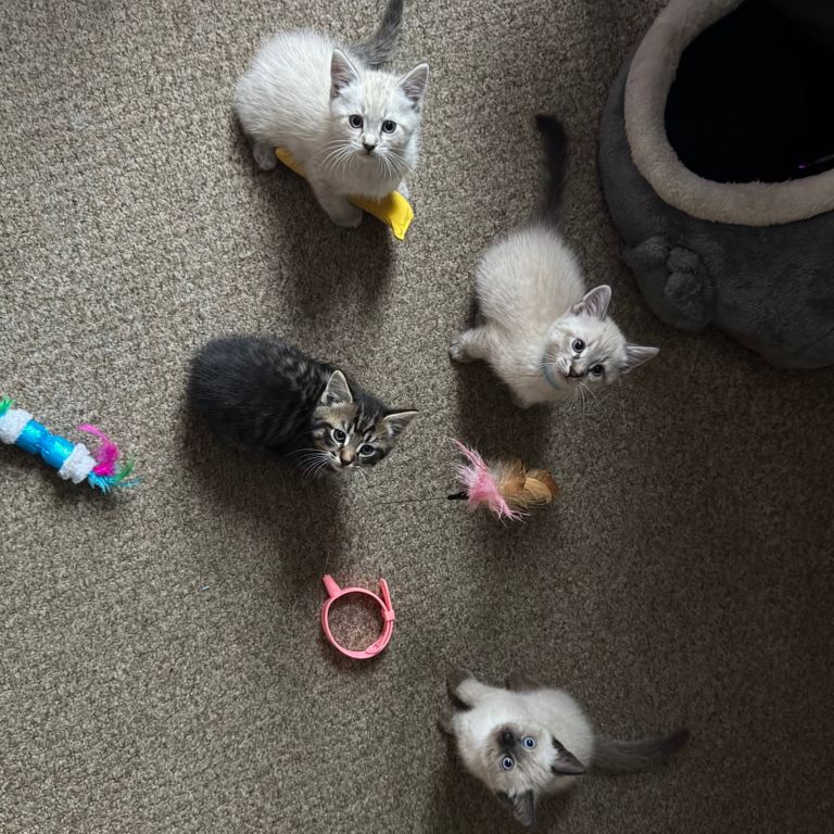 Four beautiful kittens 