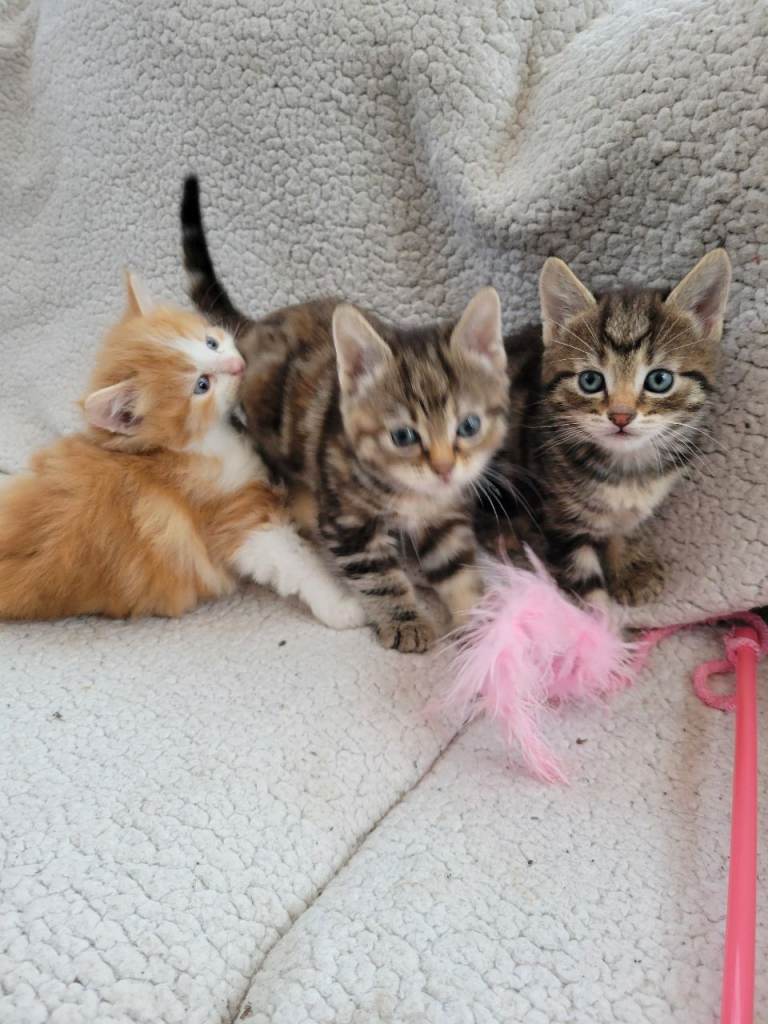 Cute kittens ready for new home now.