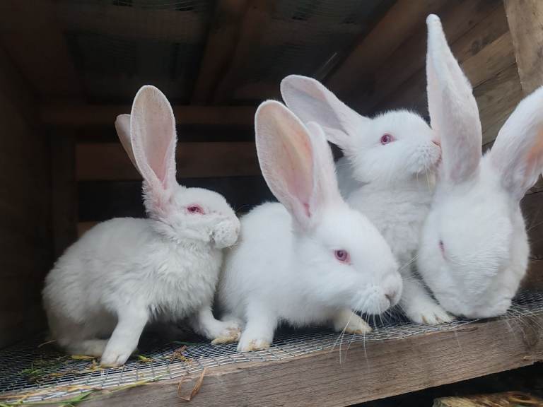 New Zealand white rabbit 8 weeks old