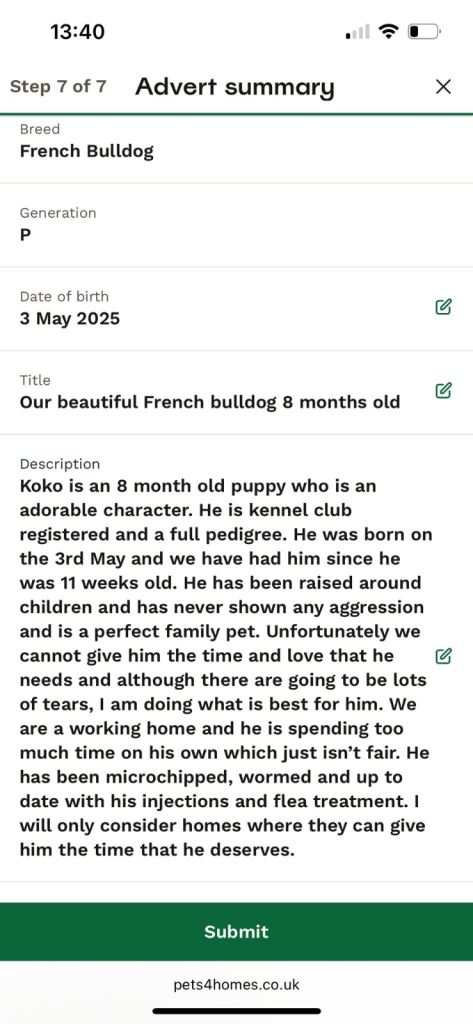 8 month French Bulldog