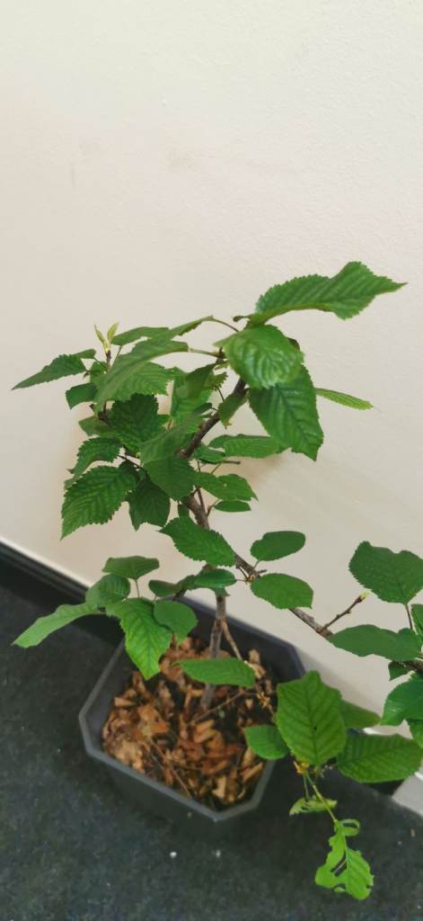 Wild cherry tree 