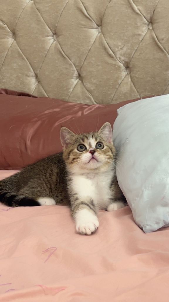 British short hair kitten 🥰❤️