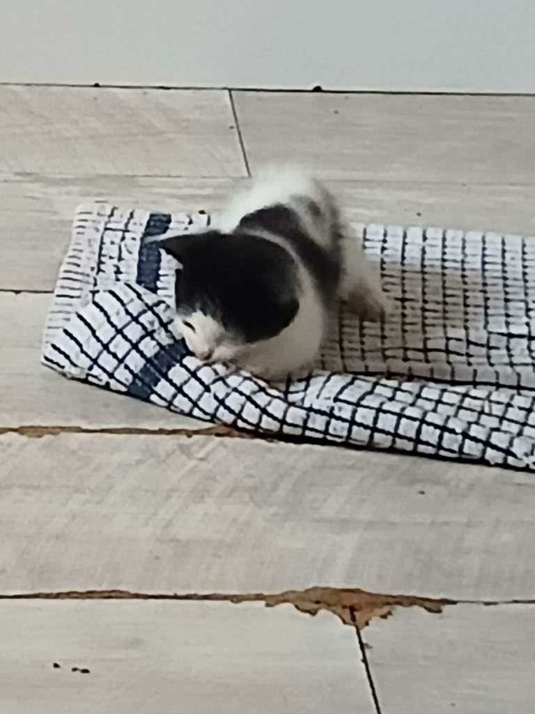 2 black and white kittens.