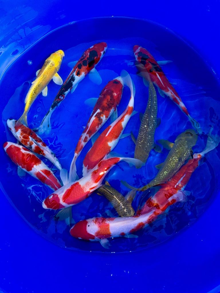 💥Koi carp for sale💥