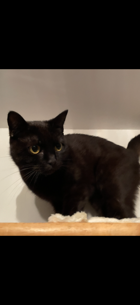 British shorthair cat