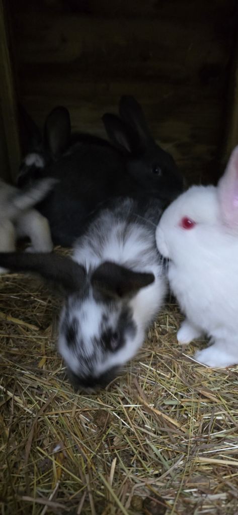 Rabbits New Zealand cross Continental 