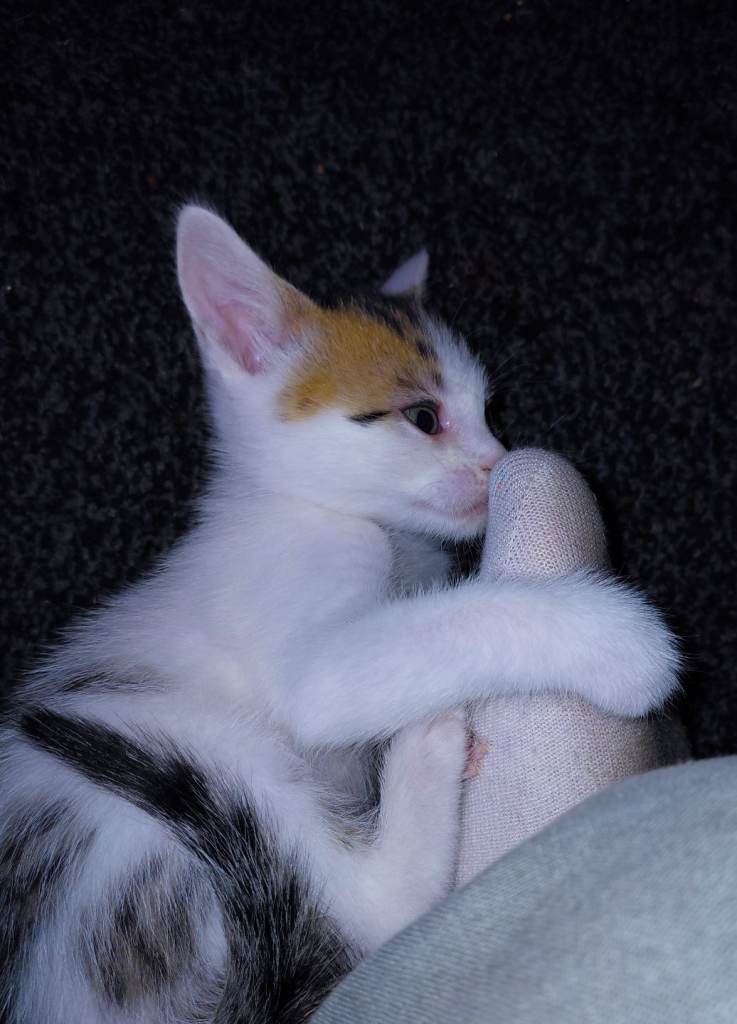 kittens for sale 
