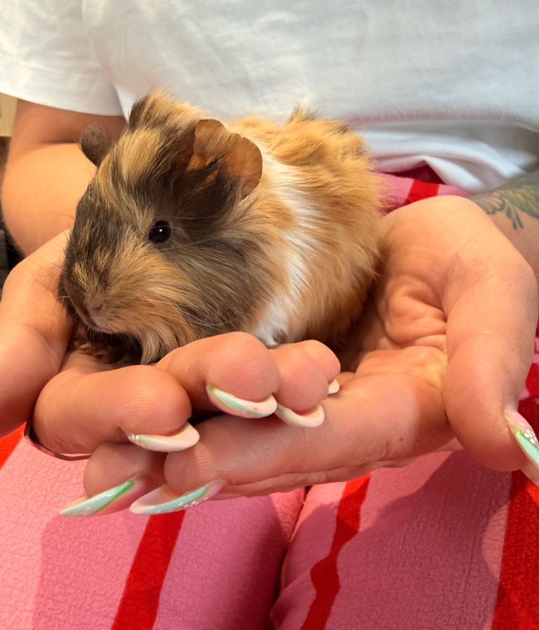 Abyssinian and Semi longhairsd Guinea pigs available 