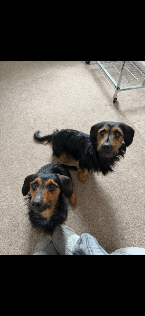 Dachshund x yorkie dogs 