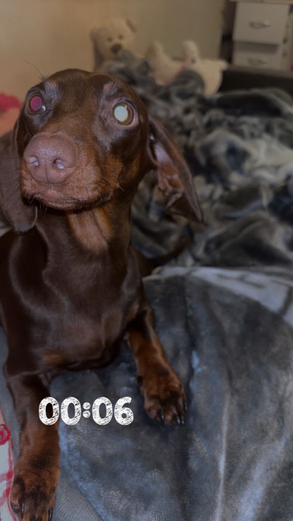 Miniature dash hound