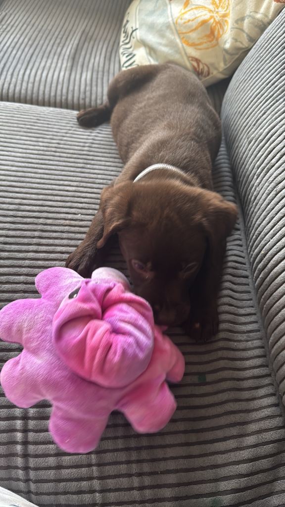 Re home as soon as possible 