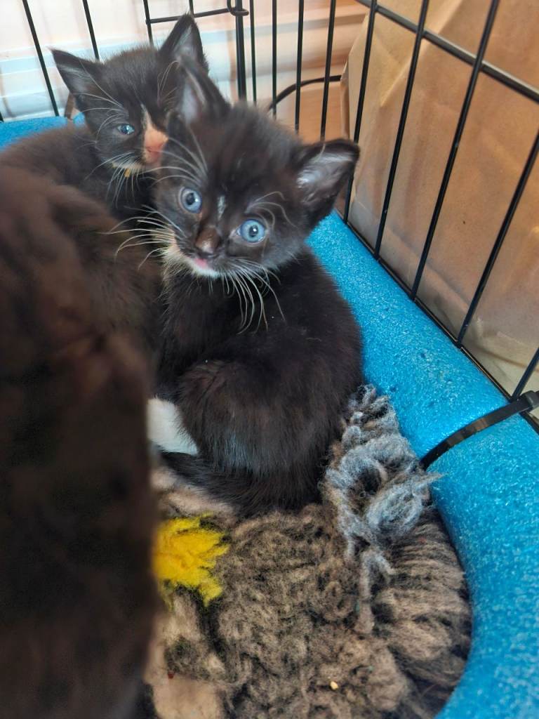 British Short Haired kittens 3 boys 3 girls