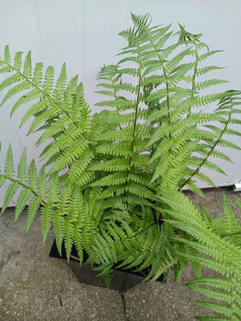 Fern plant