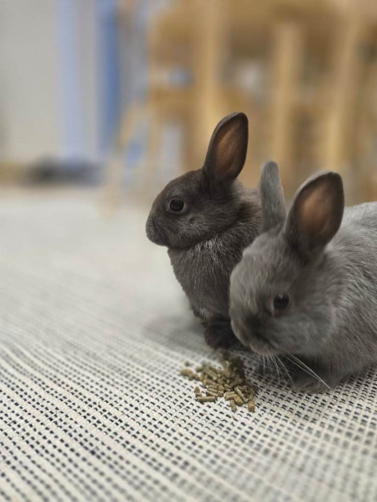 2 Male Netherland Dwarf Bunnies + Home Bundle
