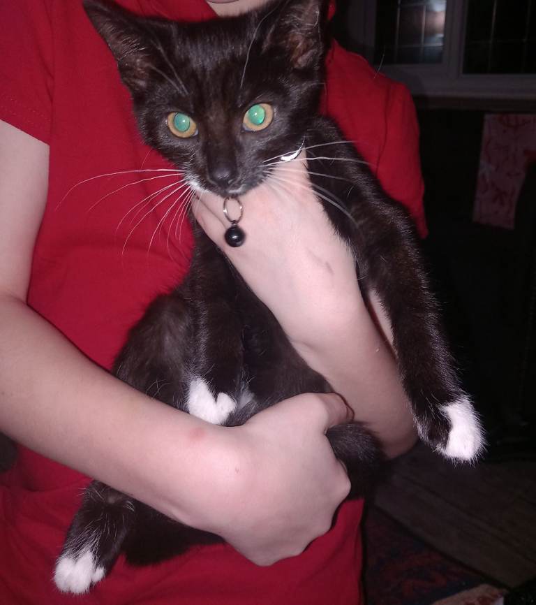 Kittens/cats for rehoming