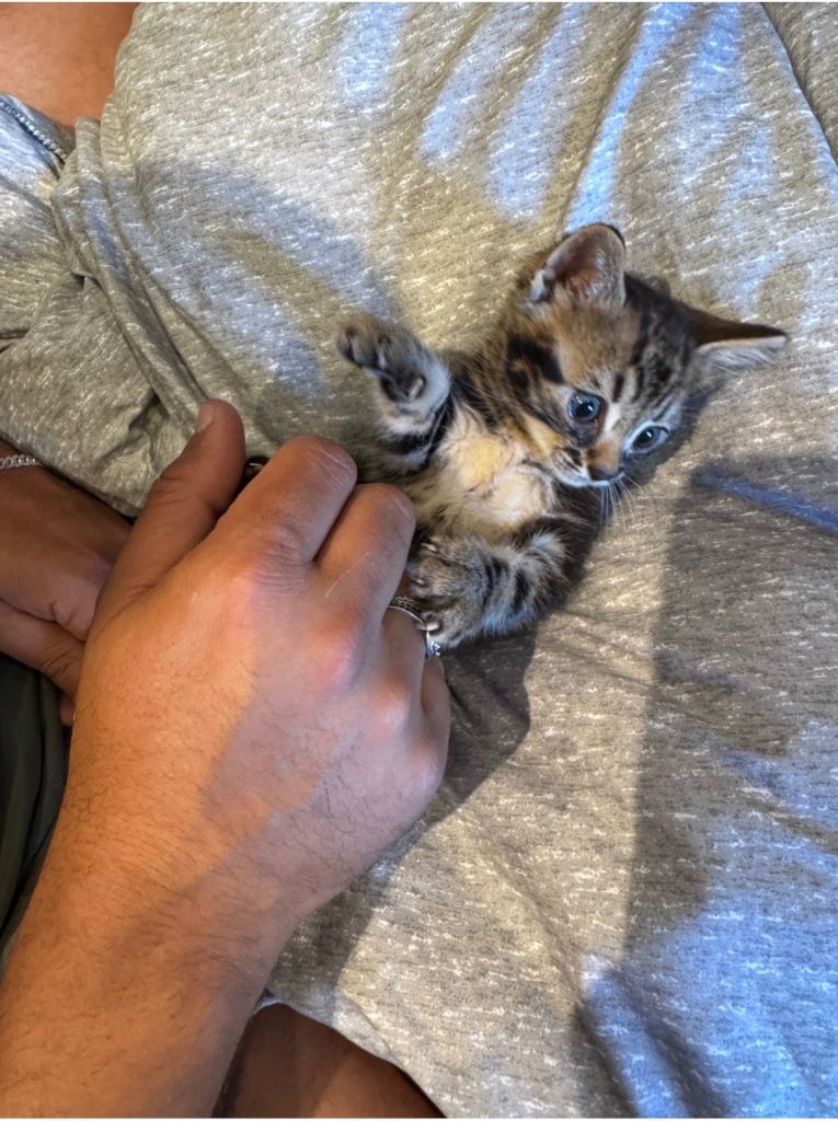 Bengal cat