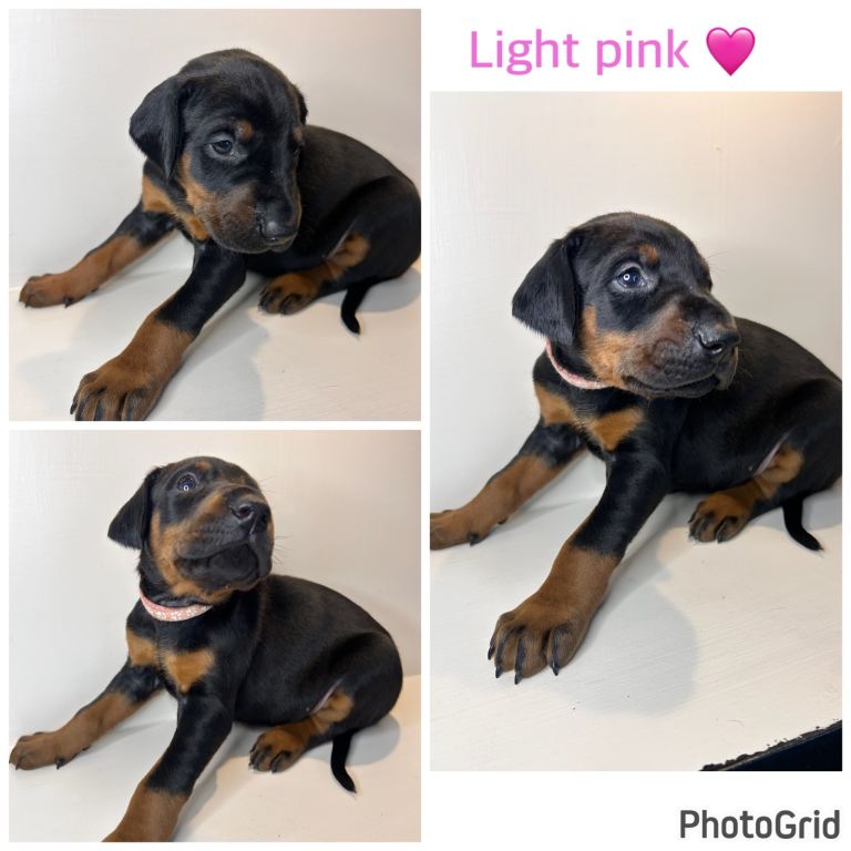 2 girl doberman puppies LEFT