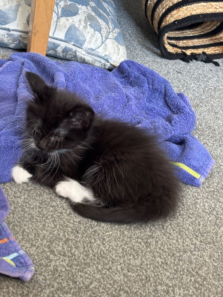Three beautiful kittens