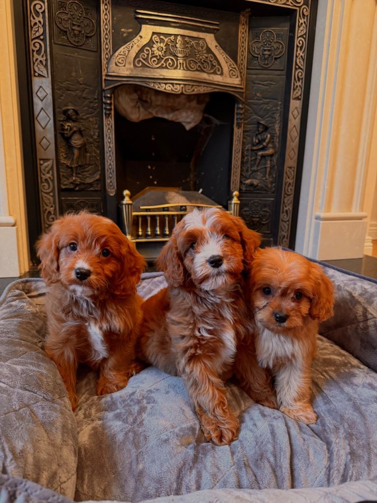 Cavapoo pups for sale