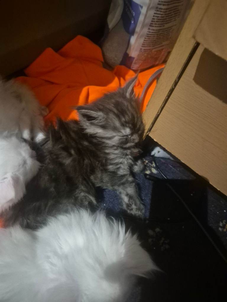 Stunning Litter Of Russian Maine Coons