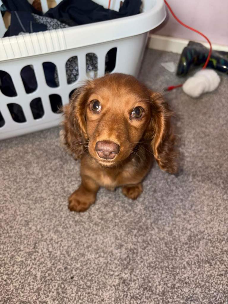 Miniacture daschund puppy ready now 